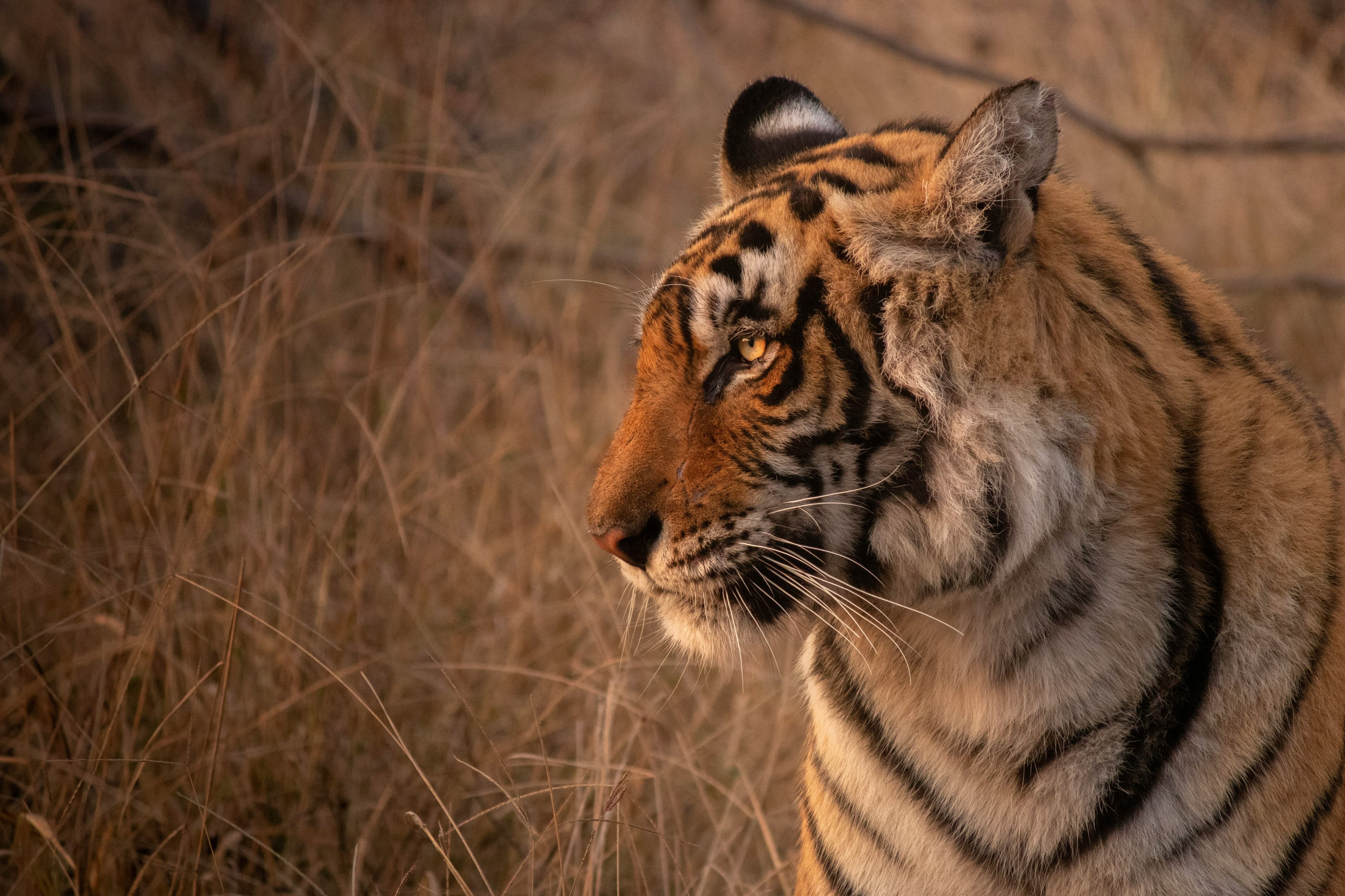 Golden Triangle + Ranthambore Tour - Tour to India